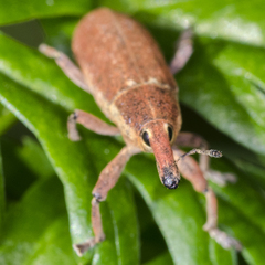 Lixus punctiventris