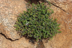 Pelargonium dasyphyllum, photograph (c) Tony Rebelo, some rights reserved (CC BY-SA)