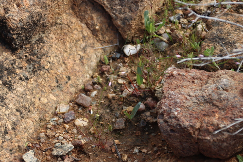 Namaqua Sunspurge (Heliophila variabilis)