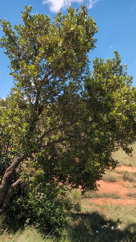 Foto de Tapiá-guaçu