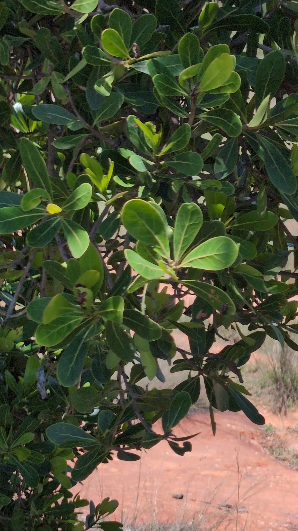 Imagem de Tapiá-guaçu