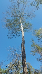 Cordyla madagascariensis image