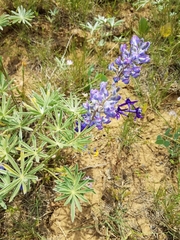 Lupinus sulphureus