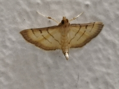 Spilomelini