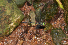 Chlorogomphus nasutus