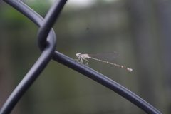 Nehalennia pallidula