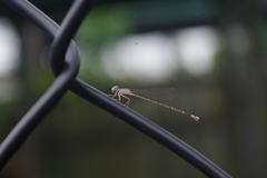 Nehalennia pallidula