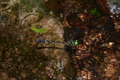 Chlorogomphus nasutus