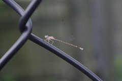 Nehalennia pallidula