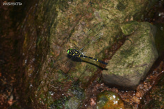 Chlorogomphus nasutus