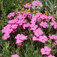 Dianthus pavonius
