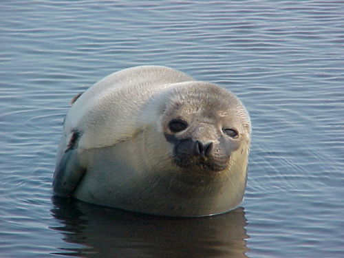 Hooded Seal photographed in New Jersey