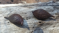 Cordyla madagascariensis image