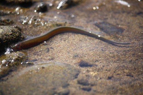 Asiatic brook lamprey (Lethenteron reissneri) — Petromyzontidae — 5