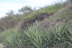 Agave vivipara