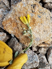 Physaria alpestris