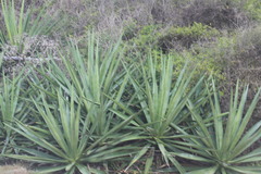 Agave vivipara