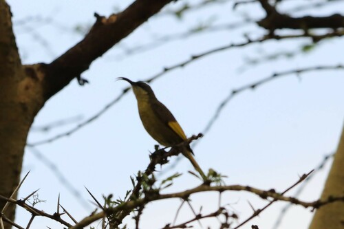 Golden-winged Sunbird (Drepanorhynchus reichenowi), photo 6