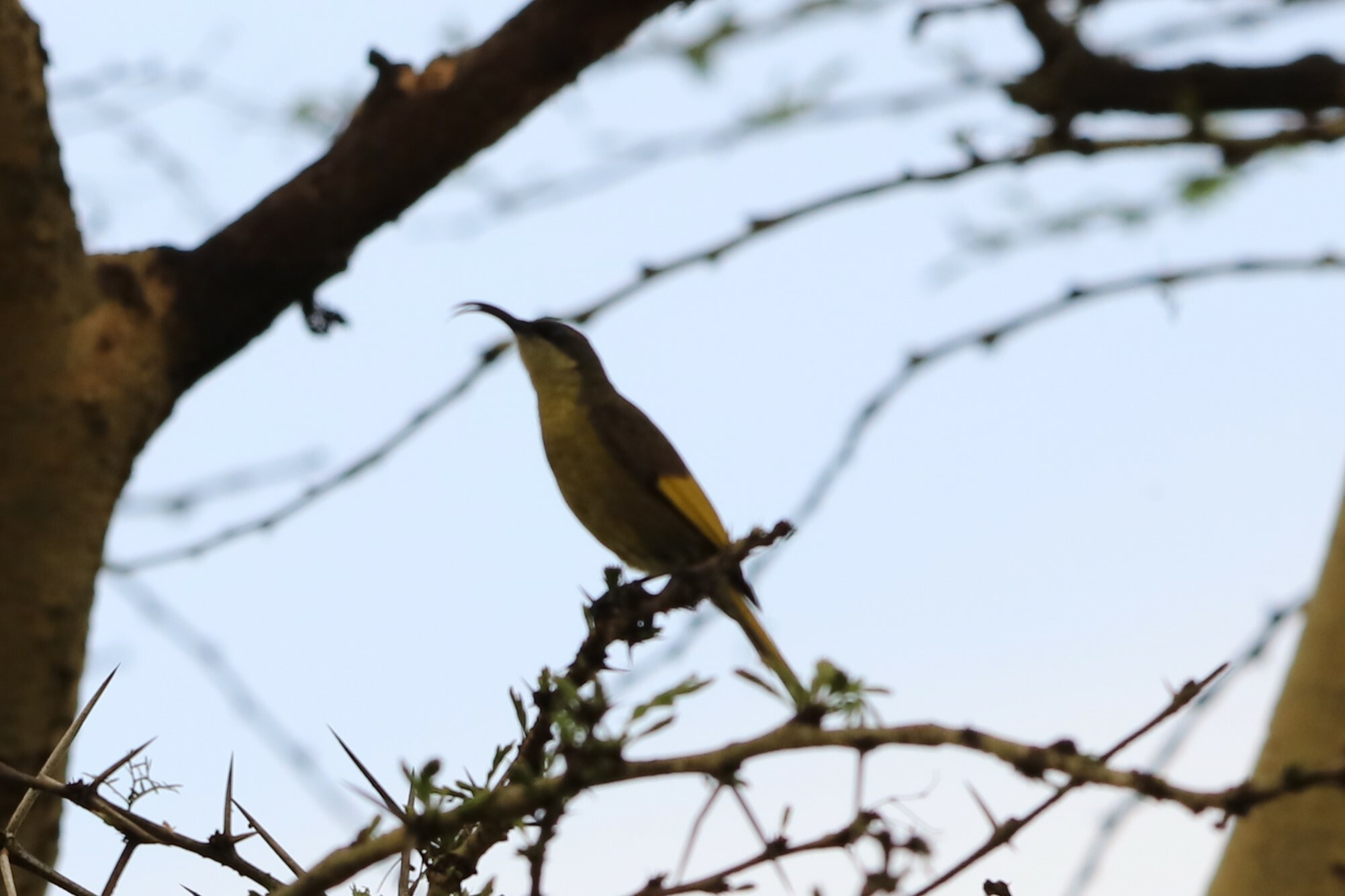 Golden-winged Sunbird (Drepanorhynchus reichenowi), photo 4