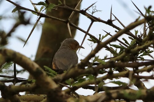 Red-faced Crombec (Sylvietta whytii), photo 10