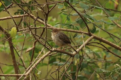 Lynes's Cisticola (Cisticola distinctus)