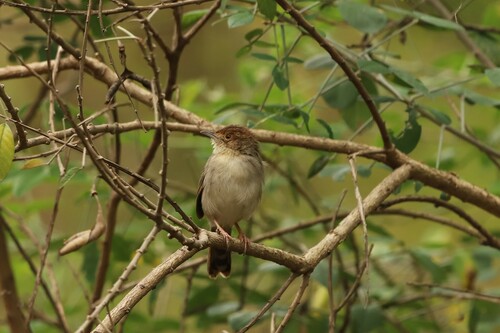 Lynes's Cisticola (Cisticola distinctus), photo 2