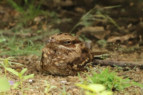 Slender-tailed Nightjar (Caprimulgus clarus)