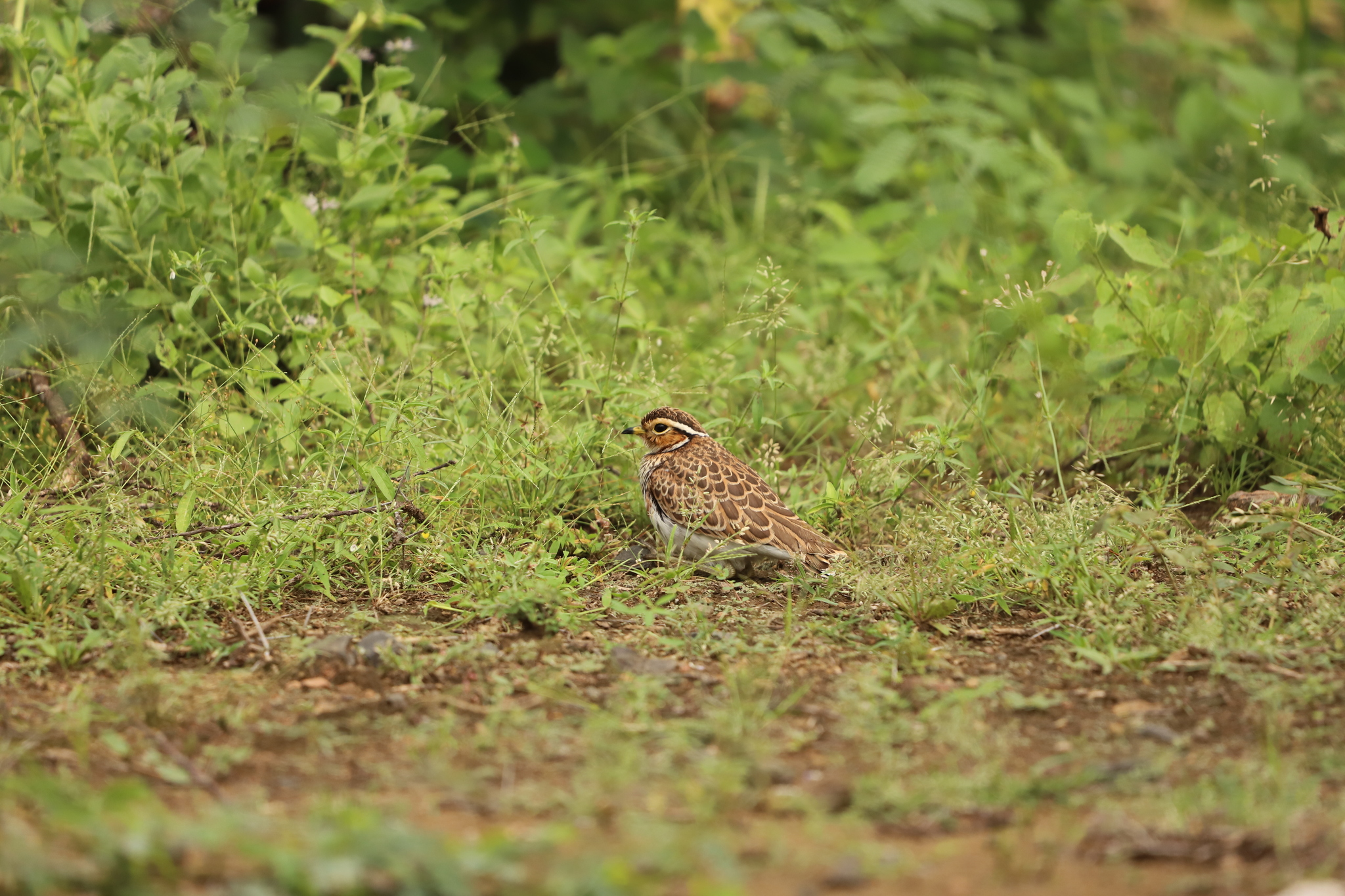 Three-banded Courser (Rhinoptilus cinctus), photo 8
