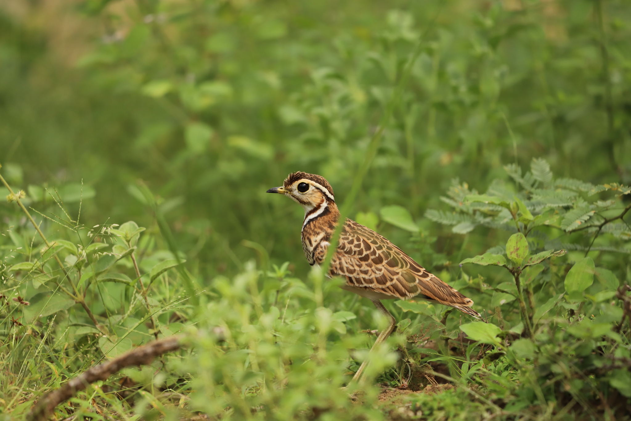 Three-banded Courser (Rhinoptilus cinctus), photo 6