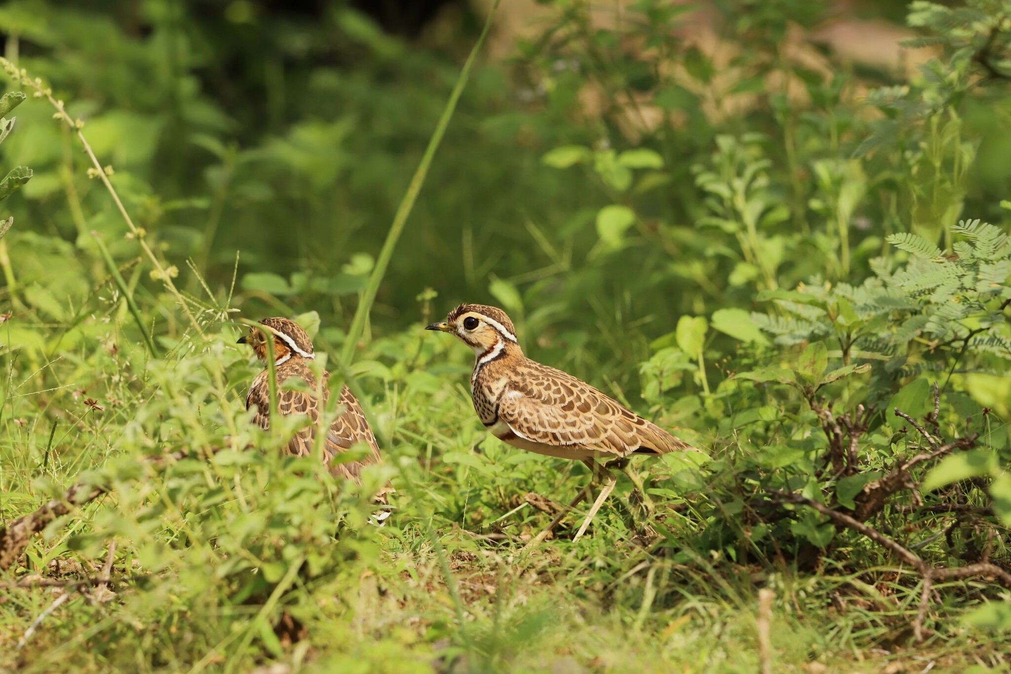 Three-banded Courser (Rhinoptilus cinctus), photo 7