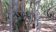 Tillandsia intermedia