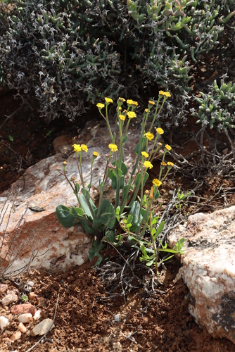 Othonna cuneata