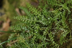 Asplenium prolongatum, photograph author not stated, no rights reserved
