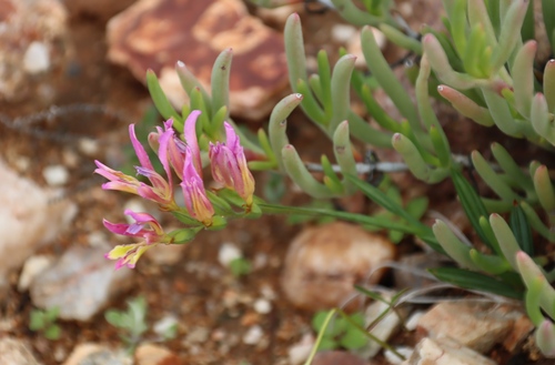 Image of Babiana pilosa by (c) Tony Rebelo, some rights reserved (CC BY-SA)
