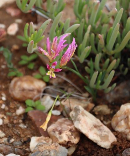 Quartz Bobbejaantjie (Babiana pilosa)