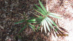 Zamia paucijuga