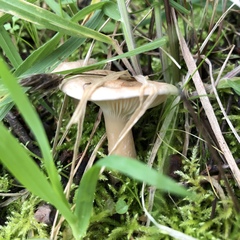 Clitocybe californiensis