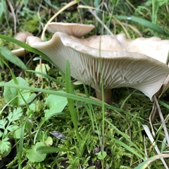 Clitocybe californiensis