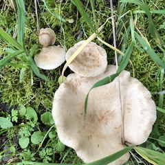 Clitocybe californiensis