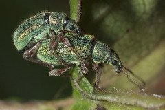 Phyllobius squamosus