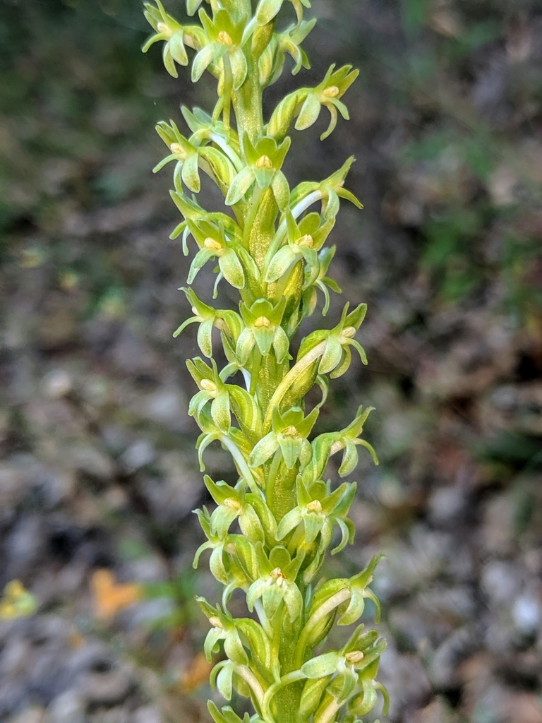 熱帯植物　Rhyncophile elongata Kalimantan large.jpeg