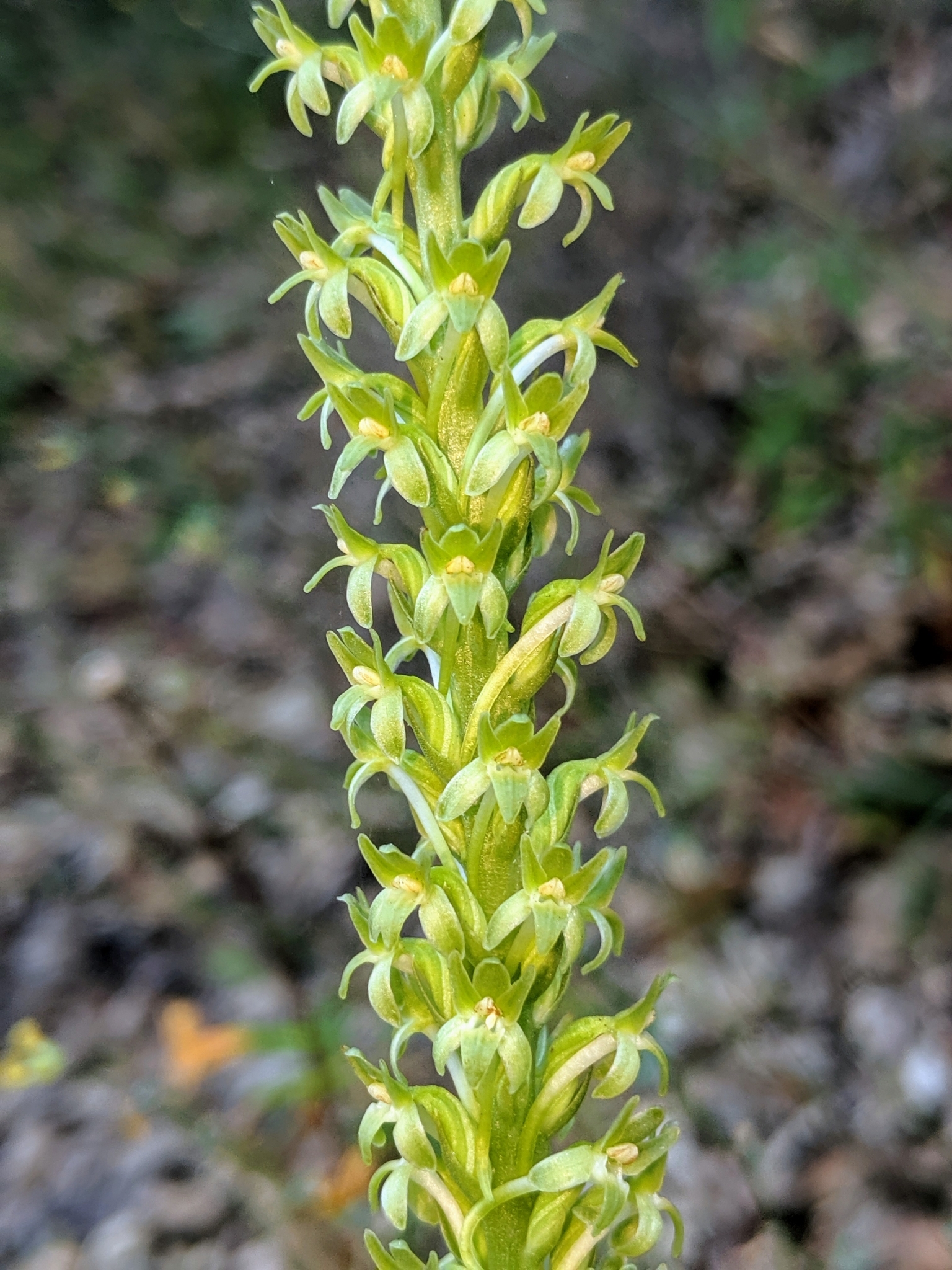 Platanthera elongata