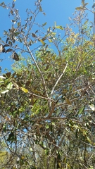 Acridocarpus excelsus