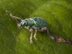 Phyllobius squamosus
