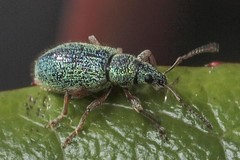 Phyllobius squamosus