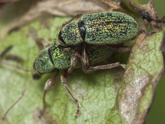 Phyllobius squamosus