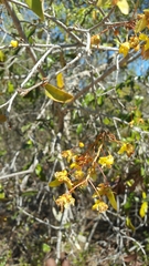 Acridocarpus excelsus