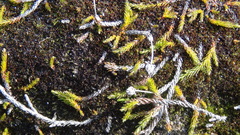 Harrimanella hypnoides