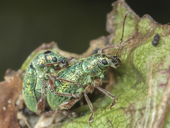Phyllobius squamosus