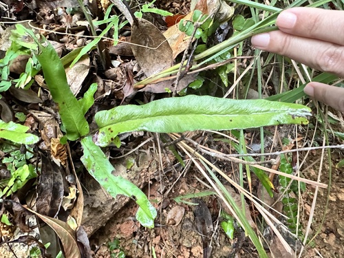 Lindsaea ensifolia iNat (3)